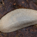 Cuban Leaf Slug - Photo (c) Gonzalo Giribet, some rights reserved (CC BY-NC), uploaded by Gonzalo Giribet