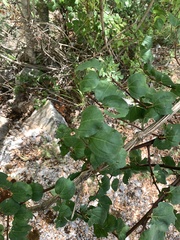 Paliurus spina-christi