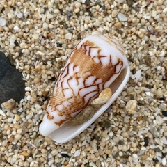 Conus striatus
