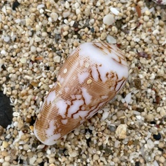Conus striatus