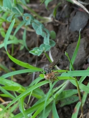 Ommatiini
