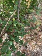 Paliurus spina-christi