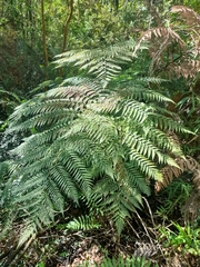 Lophosoria quadripinnata