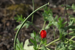 Glaucium corniculatum
