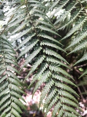 Lophosoria quadripinnata