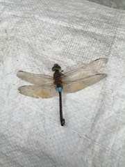 Anax ephippiger