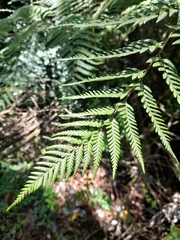 Lophosoria quadripinnata