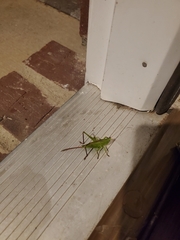 Neoconocephalus ensiger