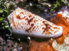 Conus moluccensis