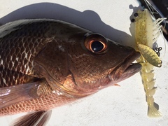 Lutjanus argentimaculatus