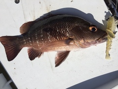 Lutjanus argentimaculatus