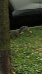 Sciurus carolinensis