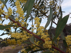 Acacia rubida