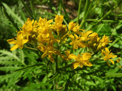 Descurainia tanacetifolia