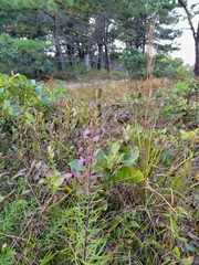 Liatris novae-angliae