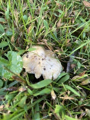 Stropharia coronilla