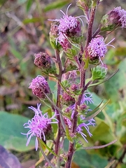 Liatris novae-angliae