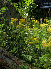 Descurainia tanacetifolia