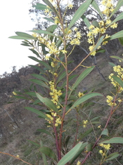 Acacia rubida