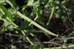 Glaucium corniculatum