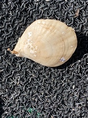 Magellania flavescens