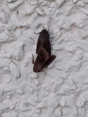 Spodoptera frugiperda