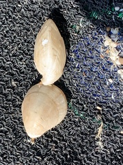 Magellania flavescens