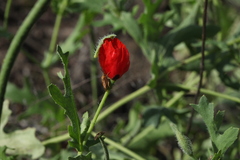 Glaucium corniculatum
