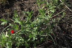 Glaucium corniculatum