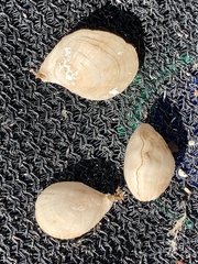 Magellania flavescens