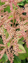 Rodgersia