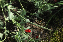 Glaucium corniculatum