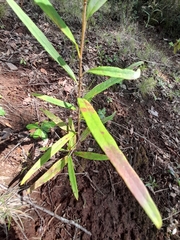 Embothrium coccineum