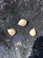 Magellania flavescens