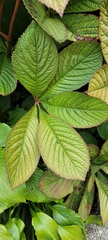 Rodgersia