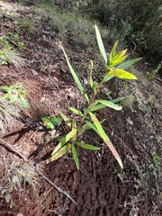 Embothrium coccineum