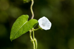 Ipomoea biflora