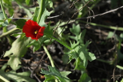 Glaucium corniculatum