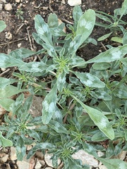 Amaranthus polygonoides