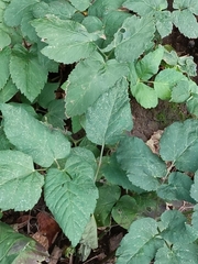 Aegopodium podagraria