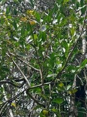 Laurelia sempervirens