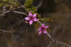 Calytrix