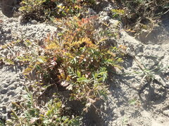 Sibbaldianthe bifurca