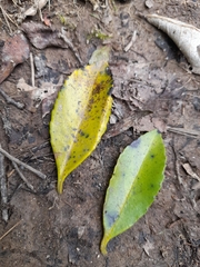 Laurelia sempervirens