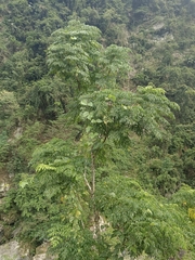 Radermachera sinica