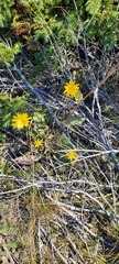 Hieracium maculatum