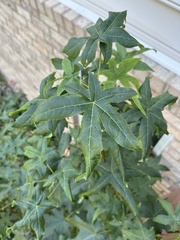 Liquidambar