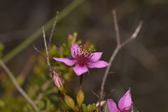 Calytrix
