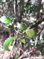 Lomatia dentata