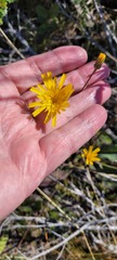 Hieracium maculatum